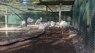 Ankara Büyükşehir Belediyesi Sincan Evcil Hayvanlar Parkı [upl. by Tedra148]