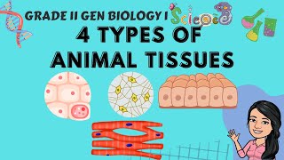 4 Types of Animal Tissues Grade 11 Gen Biology 1 Tagalog [upl. by Remark]