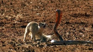 Mongoose Vs Cobra  Smithsonian Channel [upl. by Tedda]