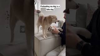 DRAMATIC Mini Husky Freaks Out When He Meets His Clone [upl. by Lanna]