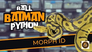 Batman Ball Python  Leopard Spotnose Ball Python  ballpython snake youtubevideos [upl. by Rosemonde]