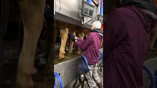 🐄💫 Pretty Girl Washes Cows Udders with a New Brush before Milking [upl. by Drusie741]