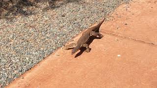 On the hunt Bungarra lizard WA Australia [upl. by Aenil]