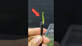 Great tips to help orchids germinate quickly garden diy [upl. by Ylen]