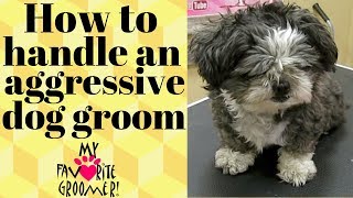 How to groom a mean Shih Tzu [upl. by Travus]