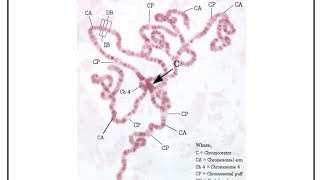 Polytene chromosome of Drosophila sp Fruit fly [upl. by Eelana]