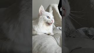 Turkish Angora cat chattering compilation shorts animals catsofyoutube [upl. by Siuoleoj848]