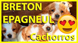 👉 Breton Epagneul Cachorros 😍 la MEJOR RAZA 🙌 [upl. by Ynaiffit]