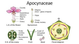 Family Apocynaceae [upl. by Elianora]