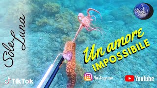 Pescasub Un amore impossibile Sardegna pesca con la fiocina ad elastico Polespear [upl. by Marigolda]