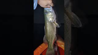 Bass caught on the Old Town kayak bass fishing shorts [upl. by Lindberg]