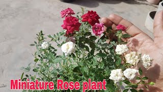 Miniature Rose plant How to grow 2 Rose colour in a single pot [upl. by Frick848]