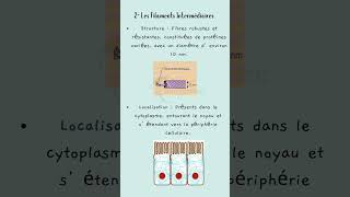 Les 3 Piliers du Cytosquelette  Actine Microtubules et Filaments Intermédiaires [upl. by Awad]