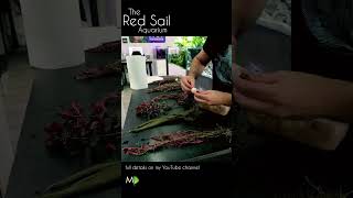 The Red Sail Aquarium 4ft Aquascape Tutorial ☝️☝️click the link above☝️☝️aquarium aquascape fish [upl. by Gisela]