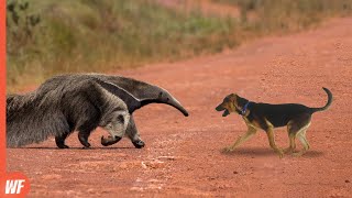 Look What Happened When This Dog Attacked Anteater [upl. by Rimidalv]