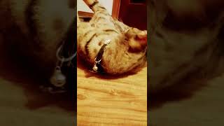 Watch as my cat gets high off of spray catnip [upl. by Odiug875]