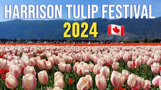 🇨🇦 🌷 Walking Tour Harrison Tulip Festival 2024  Agassiz BC Canada  April 14 2024 [upl. by Beverlee942]