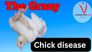 Exploring CRAZY CHICK DISEASE Causes Symptoms and Prevention in Poultry [upl. by Anatniuq280]