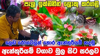 Anthurium wagawa  ඇන්තූරියම් වගාව මුල සිට සරලව පටන්ගමු  Anthurium wagawa sinhala anthurium [upl. by Kumagai]