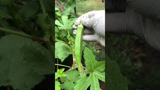 Okra OkraPlant ytshorts ShortsVideo GardeningShorts HomeGarden GrowYourOwnFood GardenTips [upl. by Jenni368]