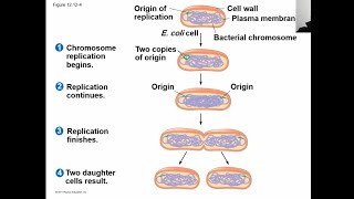 Cell cycle part 2 شرح بالعربي [upl. by Hosea]