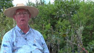 How to Grow Guava Trees [upl. by Rajewski]