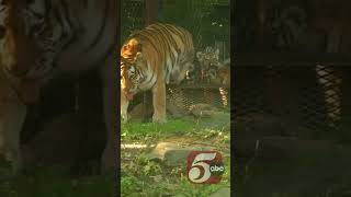 Pair of rare Amur tiger cubs make their debut at Minnesota Zoo [upl. by Elga526]