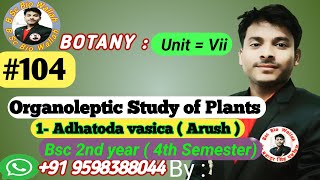 1 Adhatoda Vasica  Organoleptic Study of Plants  adhatodavasica organolepticstudyofplants [upl. by Zigrang]