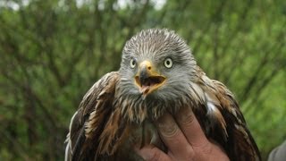 Rotmilane in der Eifel Wissenschaftler untersuchen Lebensbedingungen [upl. by Macegan939]