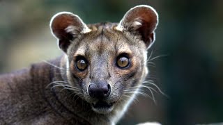 Fossa Unique Animal in Madagascar [upl. by Nagar951]