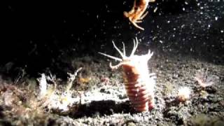 Monster Bobbit Worm Attacking Crab [upl. by Nitsud]