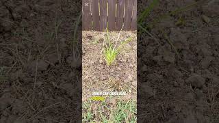 Vetiver Grass Benefits for Trees [upl. by Kendell]