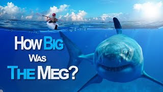 Just How Big Was Megalodon [upl. by Aikan43]