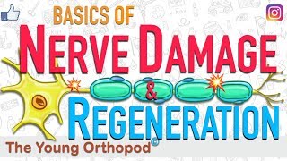 Nerve Regeneration  Wallerian Degeneration  Nerve Damage  ANIMATION  Neuron  The Young Orthopod [upl. by Rosanna]