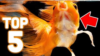 Top 5 Goldfish Foods [upl. by Haleeuqa226]