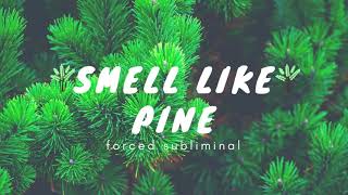 🌲 Ｓｍｅｌｌ Ｌｉｋｅ Ｐｉｎｅ 🌲 ｜ Ｆｏｒｃｅｄ Ｓｕｂｌｉｍｉｎａｌ [upl. by Ariadne921]