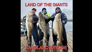 COD FISHING IN NORWAY LAND OF THE GIANTS SandlandBrygge [upl. by Ahsinawt]