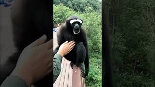 gibbon monkey  gibbon monkey sound [upl. by Eissel205]