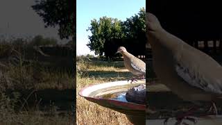 Whitewinged Dove visits birdbath birding birds trailcamnature gamecamtrailcamjunkiewildlife [upl. by Ttennaj]