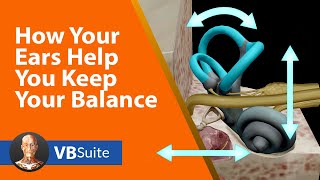 How Your Ears Help You Keep Your Balance [upl. by Roti]