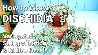 DISCHIDIA PLANT CARE GUIDE  Variegated String of Buttons amp Million Hearts dischidiaplantcareguide [upl. by Udale106]