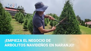 ¡Empieza el negocio de arbolitos navideños en Naranjo [upl. by Johm541]