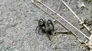 Unusual spider in North Idaho [upl. by Eceinaj]