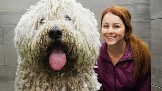 The LONGEST groom Ive EVER done  The Komondor Dog [upl. by Festatus]