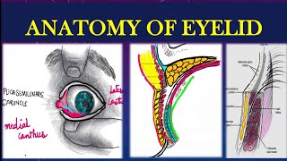 EYELIDS ANATOMY EXPLAINED [upl. by Yentuoc808]