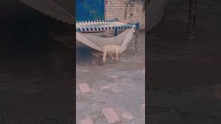 Funny Video  Funny Natok  Funny Video Funny Video  Funny Video Tiktok funny shorts shortsfeed [upl. by Seeto]