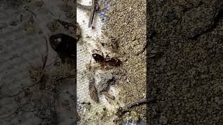 Lasius Clavipes Introduction to Hosts [upl. by Esilegna946]