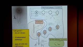 VTLSS Phage Lysis Do We Have the Hole Story Yet with Dr Ry Young [upl. by Saticilef]