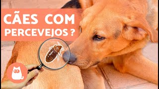 PERCEVEJOS em CÃES 🐶🪳 Mordida Sintomas e Tratamento [upl. by Niai212]