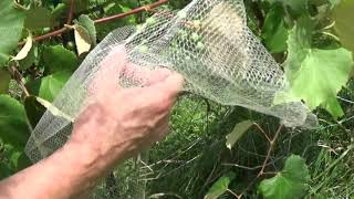 Protecting John Parkers grapes from bugs and birds [upl. by Letsirhc]